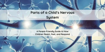 Parts of a Child's Nervous System